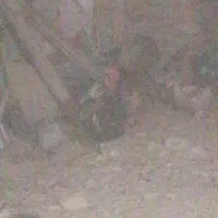 هشت عدد مرغ