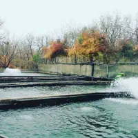 کارگر برای پرورش ماهی