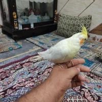جفت عروس هلندی لویتنو