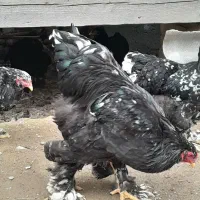 فروش دوعددخروس برهمابلک متلد|حیوانات مزرعه|گمیشان, |دیوار