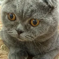 اسکاتیش|گربه|اهواز, کوروش|دیوار