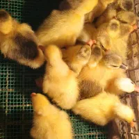 بچه غاز سه روزه  ۲۳۵بچه اردک هلندی یک هفته ۸۵