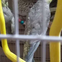 عروس هلندی و فنج