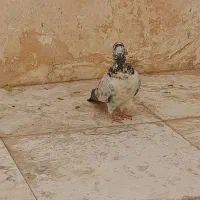 کبوتر پرشی|پرنده|محلات, |دیوار