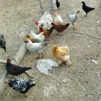 مرغ و خروس|حیوانات مزرعه|گمیشان, |دیوار