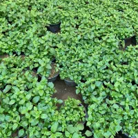 گل ناز ،برگ بیدی ، خرفه|گل و گیاه طبیعی|قم, شهرک فاطمیه|دیوار