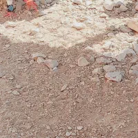 کبوتر