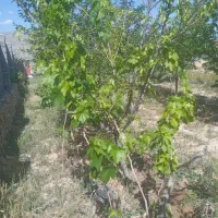 فروش زمین با استخر در روستای باغان با سند ششدانگ|فروش زمین و ملک کلنگی|شیروان (خراسان), |دیوار