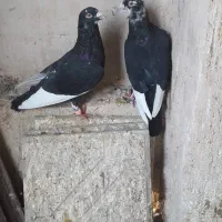 کبوتر قره مینا خوشگل