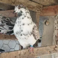 یک جفت کبوتر پرشی|پرنده|بندر ترکمن, |دیوار