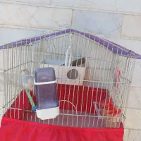 مرغ عشق ماده