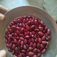 لوبیا قرمز امسالی|خوردنی و آشامیدنی|داران, |دیوار