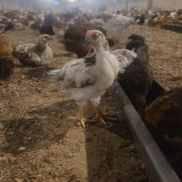 جوجه گلپایگان 45 روزه