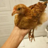 جوجه محلی دوتا معاوضه