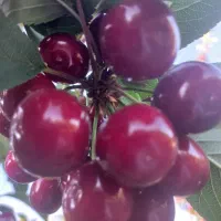آلبالو گوشواره ای گیلانار هاسون