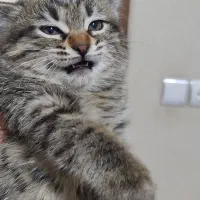 گربه بازیگوش دوست داشتنی|گربه|اصفهان, اشکاوند|دیوار