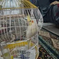 فروش عروس هلندی