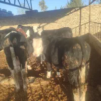 گوساله نروماده درفریمان|حیوانات مزرعه|قلندر آباد, |دیوار