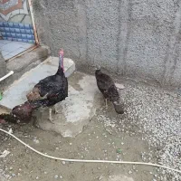 بوقلمون شاخدار