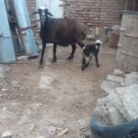 یک راس بره دار دورشت و هیکلی عروسک صحیح سالم|حیوانات مزرعه|گنبد کاووس, |دیوار