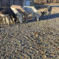 الاغ نر و ماده|حیوانات مزرعه|شاهرود, |دیوار