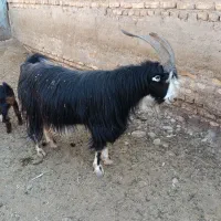 یک نر بز و یک میش بره