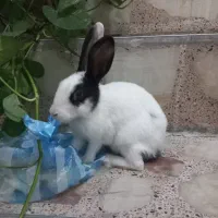 خرگوش خانگی