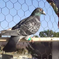 کفتر صید شب|پرنده|تربتحیدریه, طالقانی|دیوار