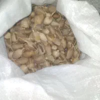 بزر کشاورزی