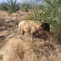 بره قوچی دجه یک|حیوانات مزرعه|فراشبند, |دیوار