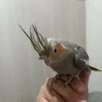 3 عدد جوجه عروس هلندی دستی|پرنده|مشهد, گلشور|دیوار