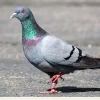 کبوتر چاهی پلاستیکی