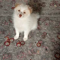 سگ پاپی|سگ|اصفهان, عمان سامانی|دیوار