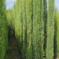 سرو شیرازی سرو ناز درجه ۱