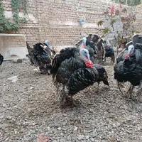 بوقلمون نر و ماده|حیوانات مزرعه|ساوه, |دیوار