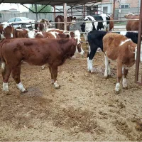 تعداد 15راس‌گوساله‌سوپر‌جنس‌پرواری