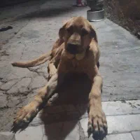 سگ پژدر|سگ|قروه, |دیوار