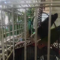 طوطی برزیلی|پرنده|همدان, |دیوار