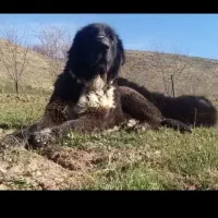 توله سگ قدرجونی