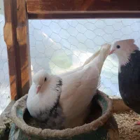 کفتر طوقی  مولد رو تخم