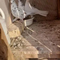 کبوتر|پرنده|سمنان, |دیوار