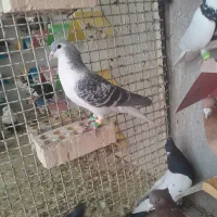 بوم نر|پرنده|شوشتر, |دیوار