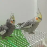 عروس هلندی و مرغ عشق