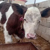 گوساله نژادبرتر|حیوانات مزرعه|آق قلا, |دیوار