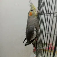 عروس هلندی (جفت) سالم ( هر دو فقط ۹۰۰ هزار تومان)|پرنده|مرند, |دیوار