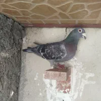 کفتر پلاکی معاوضه