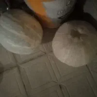 کدوتنبل. دوتن موجود است..