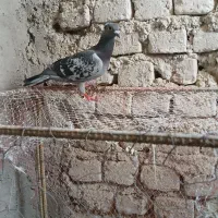 طوقی و مگس کاکل فر