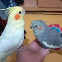 نرماده قناری و عروس هلندی آماده