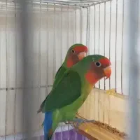 کوتوله جفت،دستی،مولد،معاوضه|پرنده|مشهد, فاطمیه|دیوار